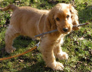 engelse cocker spaniel